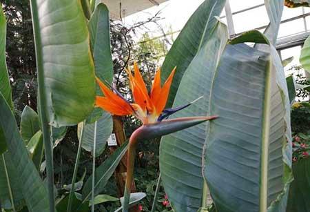 家里客厅养什么花