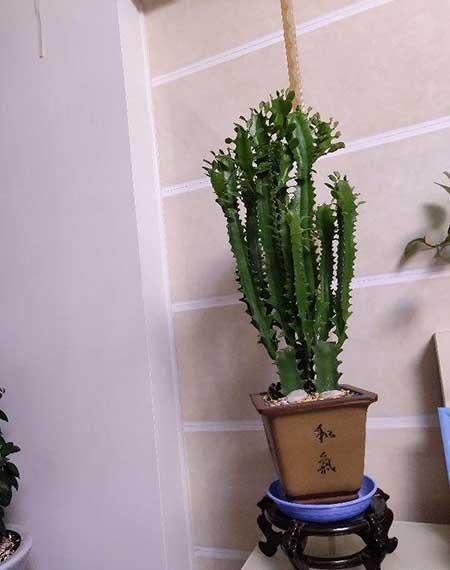 家里客厅养什么花