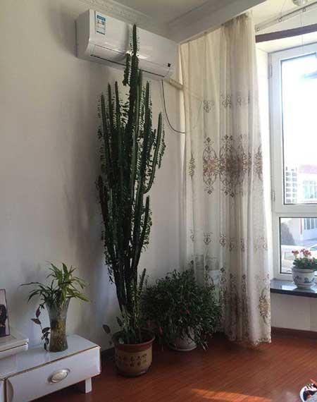 家里客厅养什么花