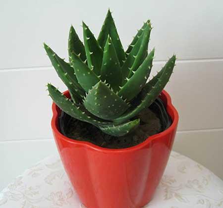 鸡蛋壳适合养哪些花