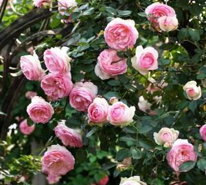 火烈鸟盆栽怎么养