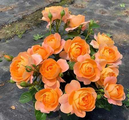 火烈鸟盆栽怎么养