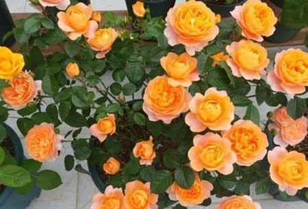 火烈鸟盆栽怎么养