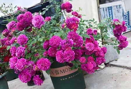 火烈鸟盆栽怎么养