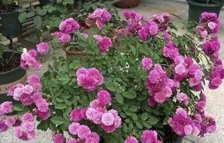 火烈鸟盆栽怎么养