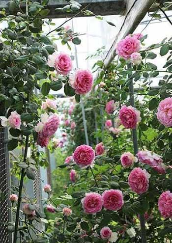 火烈鸟盆栽怎么养