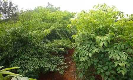 幌伞枫盆栽怎么养