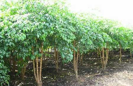 幌伞枫盆栽怎么养