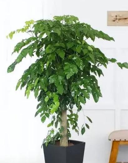 幌伞枫盆栽怎么养