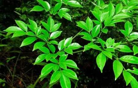 幌伞枫盆栽怎么养