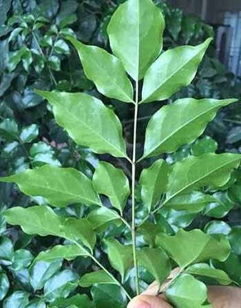 幌伞枫盆栽怎么养