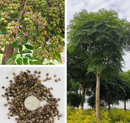 幌伞枫盆栽怎么养