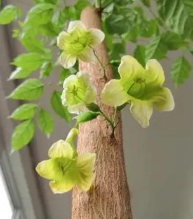 幌伞枫盆栽怎么养