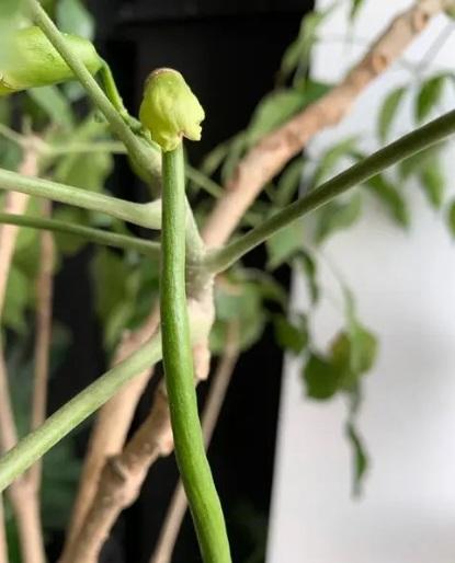 幌伞枫盆栽怎么养