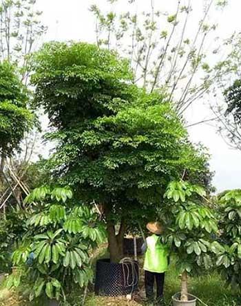 幌伞枫盆栽怎么养