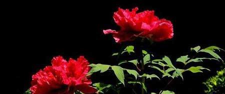 花开富贵盆栽怎么养