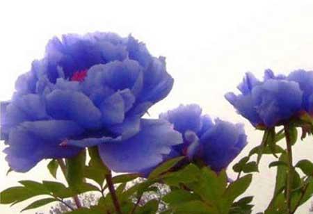 花开富贵盆栽怎么养