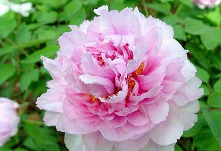 花开富贵盆栽怎么养