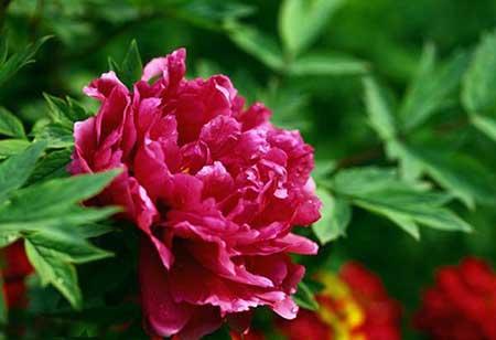 花开富贵盆栽怎么养