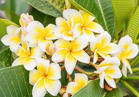 花卉租赁价格一览表