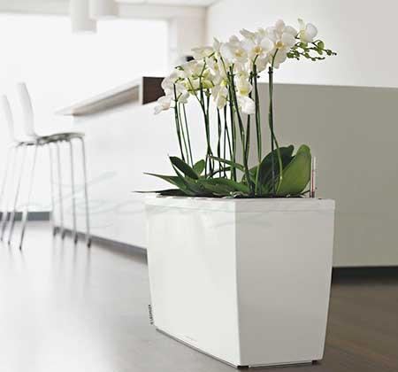 花卉租赁价格一览表