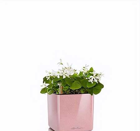 花卉植物租摆价格