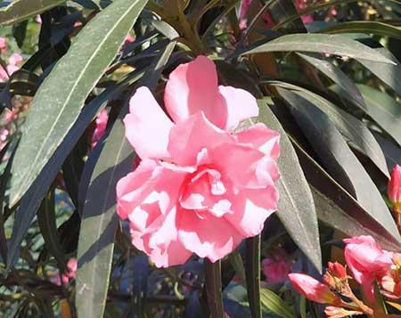 花卉植物怎么养