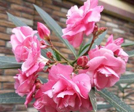 花卉植物怎么养