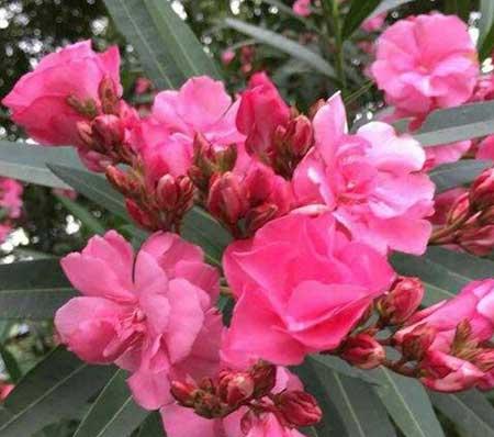 花卉植物怎么养