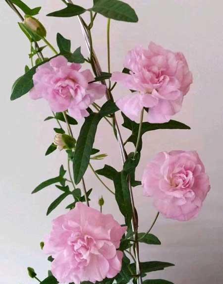 花卉植物怎么养