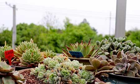 花卉植物怎么养