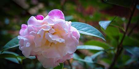 花卉植物怎么养