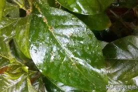 花卉栀子怎么养