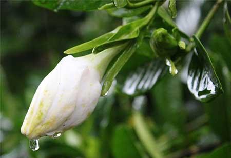 花卉栀子怎么养