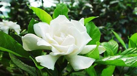 花卉栀子怎么养