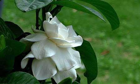 花卉栀子怎么养