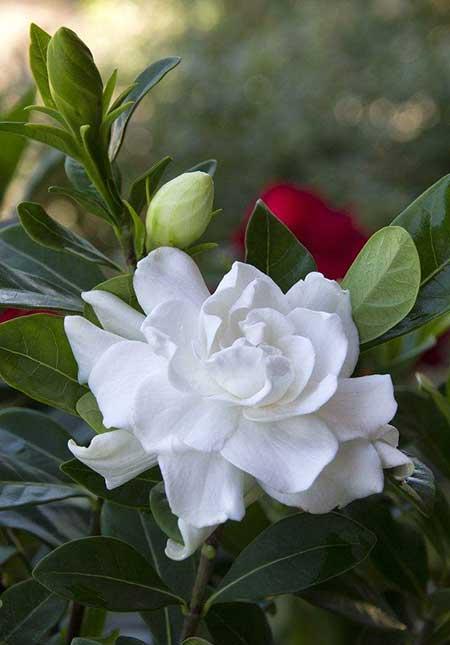 花卉栀子怎么养