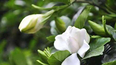 花卉栀子怎么养