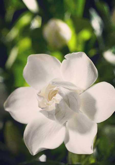 花卉栀子怎么养