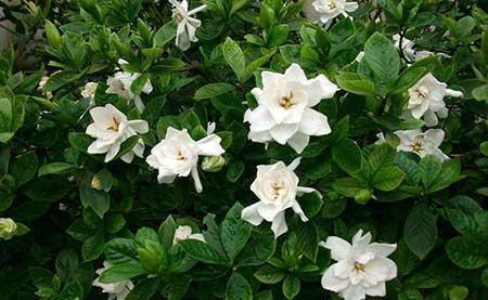 花卉栀子怎么养