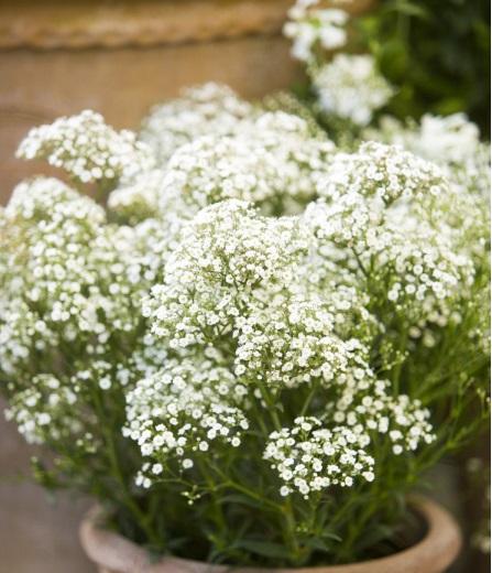 花卉养护管理方法有哪些