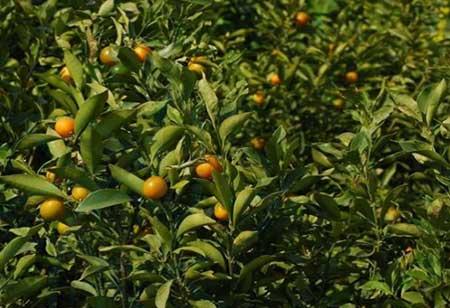 花卉养护管理方法有哪些