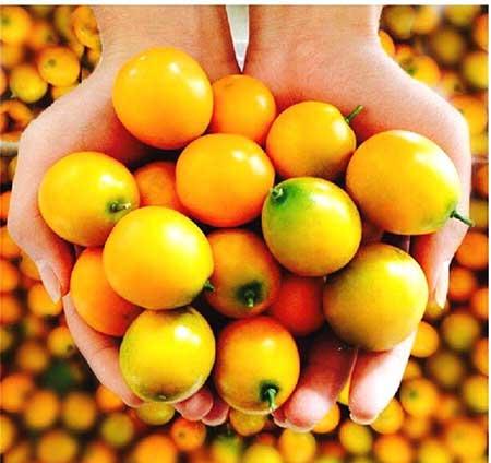 花卉养护管理方法有哪些