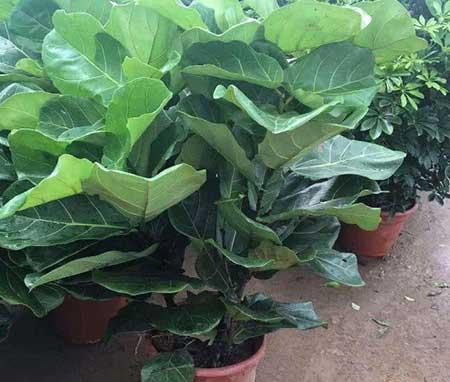 花卉养护管理方法有哪些