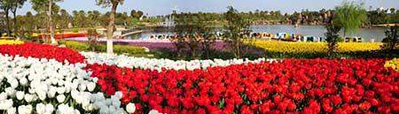 花卉绿植租赁公司