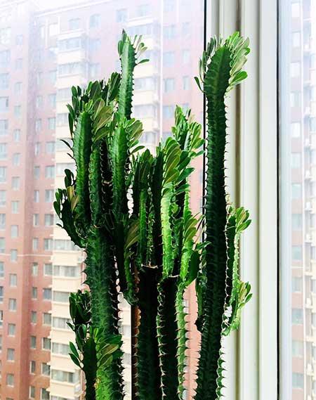 花卉龙骨的养殖方法