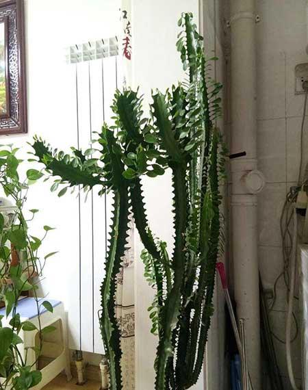 花卉龙骨的养殖方法