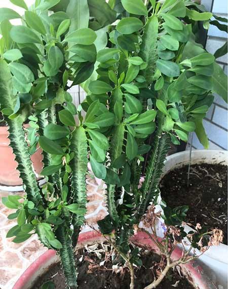 花卉龙骨的养殖方法