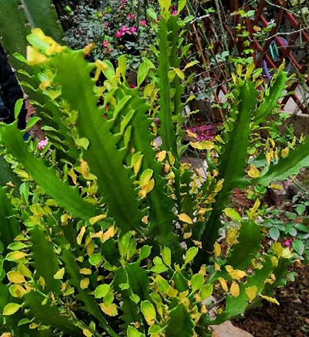 花卉龙骨的养殖方法