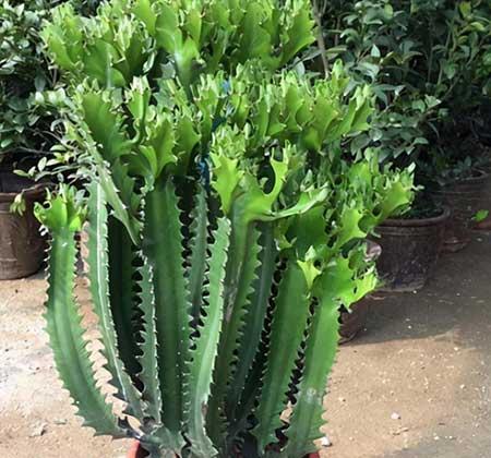 花卉龙骨的养殖方法